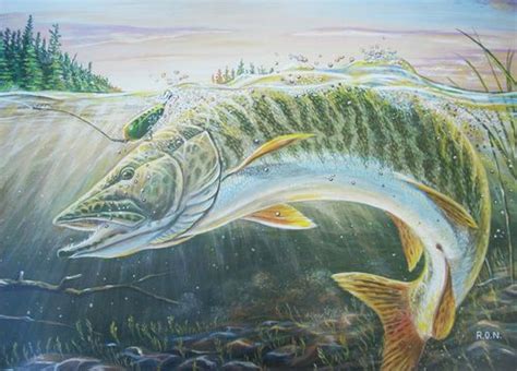 Musky Fish Artwork Fishing 101 The Bait Fish Drawings Musky