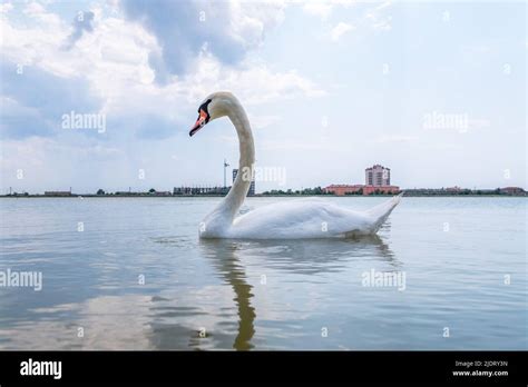 Anmutiger weißer Schwan der im See schwimmt Schwäne in freier