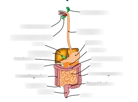 Upper Gu Diagram Quizlet