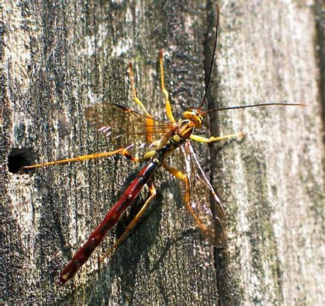 Large Ichneumonoid Wasp Megarhyssa Atrata Bugguide Net