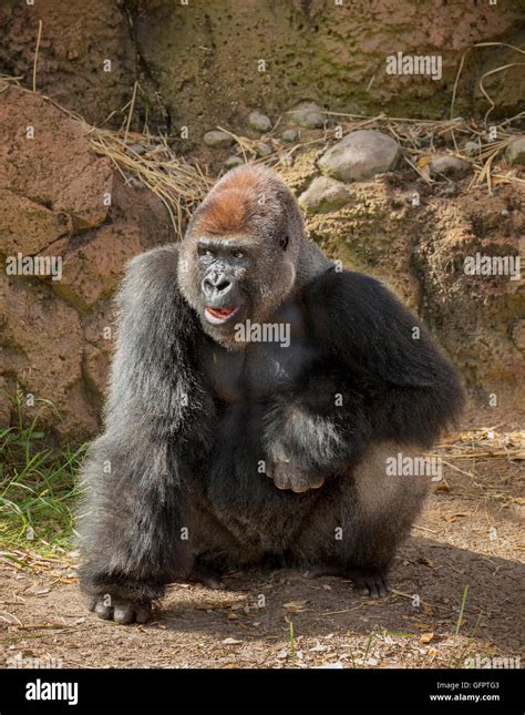 Zoo silverback hi-res stock photography and images - Alamy