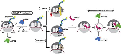 Structural Basis Of Translation Termination Rescue And Recycling In