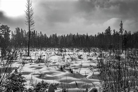 Snowy Clearing Black And White Photograph By Jonathan Miller Fine Art