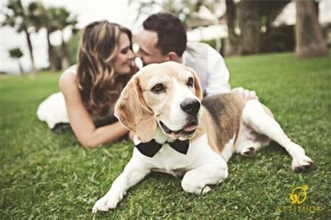 Divertidas Fotografías De Boda Y Pre Boda Con Perros