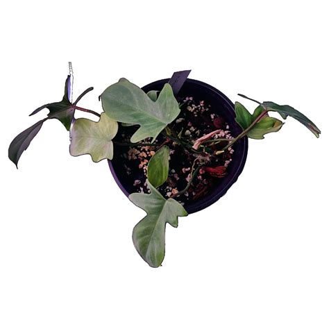 Making your Philodendron Florida Ghost Thrive – PlantyTown