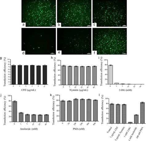 Effects Of Different Agents On Pei Spion Mediated Transfection