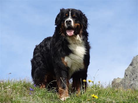 Bernese Mountain Dog Border Collie - Better Doggy