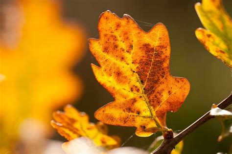 Autumn arrives early | Surrey Wildlife Trust