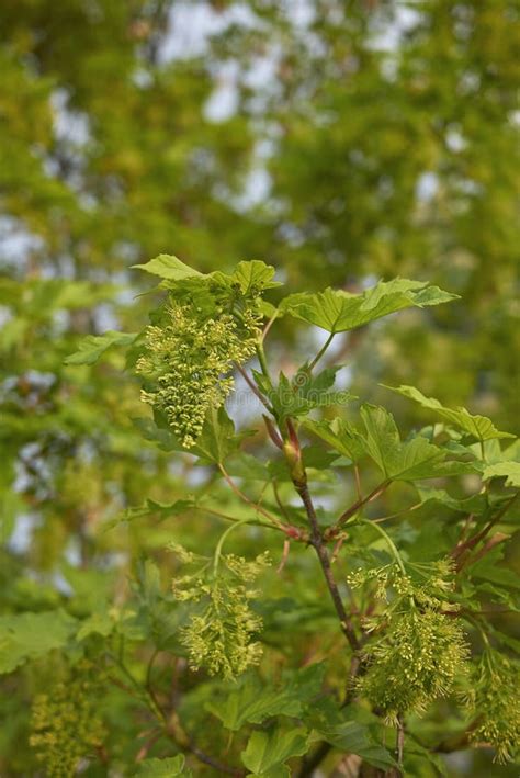 Fleur Verte D Arbre De Pseudoplatanus D Acer Image Stock Image Du