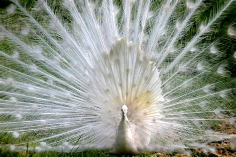 ORblogs Photo: White Peacock