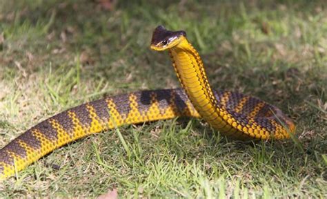 Most Venomous Snakes You Would'nt Want To Adopt As A Pet