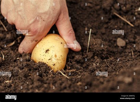 Hands Harvesting Fresh Organic Potatoes From Soil Stock Photo Alamy