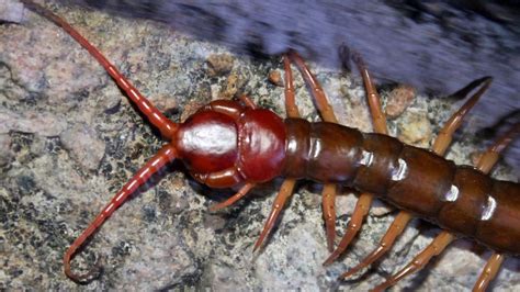 Centipede bites to blame for two patients admitted to Longreach ...