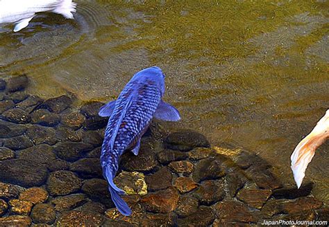 Blue Koi Blue Koi Koi Koi Fish Pond