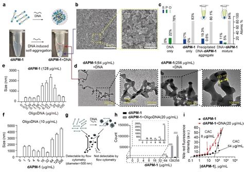 Jacs封面：细胞内相分离——干扰细菌内部有序度的“抗耐药性”抗菌策略 X Mol资讯