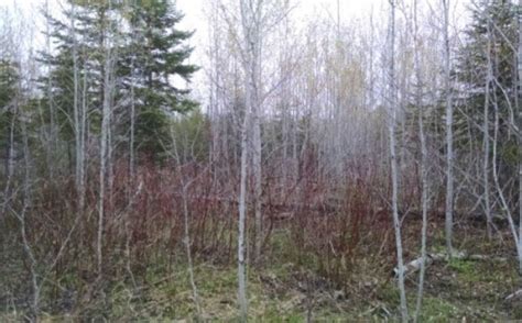 Whitetail Habitat Dead Spots | Whitetail Habitat Solutions