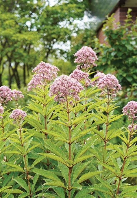 Spotted Joe Pye Weed Wi Native Plant Johnson S Nursery Kb