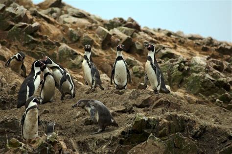 A Group Of Penguins Standing On Top Of A Rocky Hill