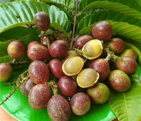 Yuk Tau Lebih Tentang Buah Matoa Buah Lokal Dengan Segudang Manfaat