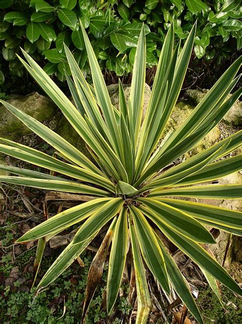 Plantwerkz Spanish Dagger Yucca Gloriosa