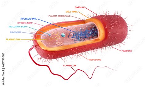 Anatomy Of A Rod Shaped Gram Positive Bacteria Cross Section With