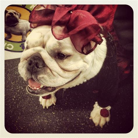 17 Best images about Funny #Bulldogs' #costumes on Pinterest | Best ...