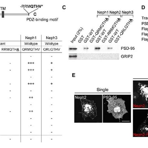 Pdz Interaction Between Neph And Postsynaptic Density Psd A