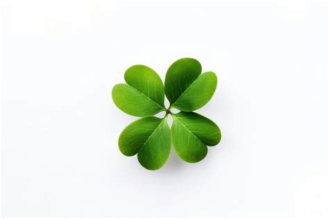 clover leave leaf clover plant  photo illustration rawpixel