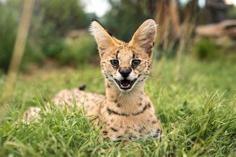 Serval Cat Species Information Zooplus Magazine