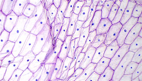 Cytology | Johns Hopkins Medicine