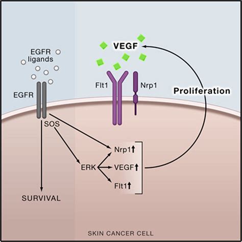 Vegf Physiological Effect