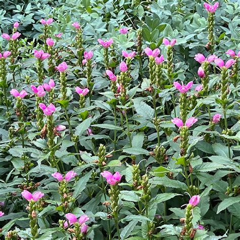 Pink Turtlehead Groundwork Illinois