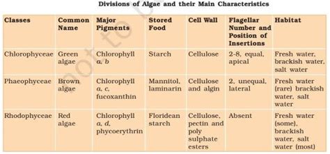 Types of Algae | Algae, Red algae, Chlorophyll