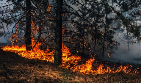 Fuoco e fiamme Così nel 2023 gli incendi hanno distrutto 500mila