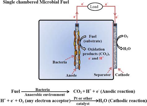 Schematics Of Principle Of A Single Chambered Mfc Download Scientific Diagram