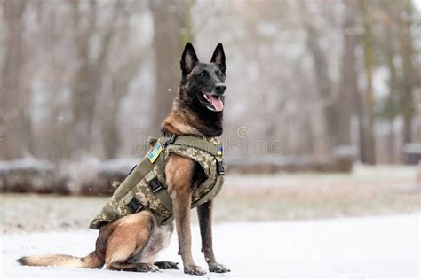 Dog Armor Dog In A Bulletproof Vest Belgian Shepherd Malinois