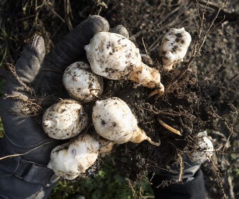 How to grow Jerusalem artichokes - tips for great harvests | Homes and