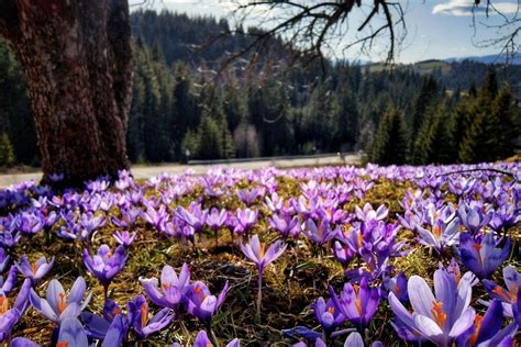 europe  bloom top places   spring flowers  gaze