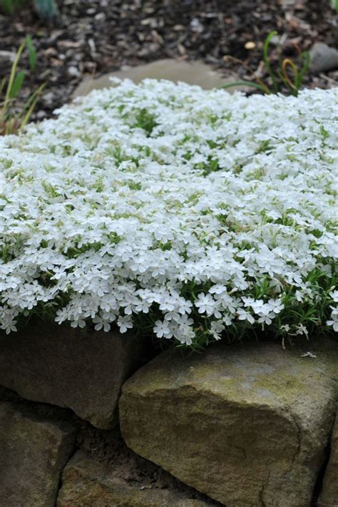 Small White Flowers Growing Out Of Some Rocks