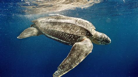 Curiosidades Sobre A Tartaruga Marinha LIBRAIN