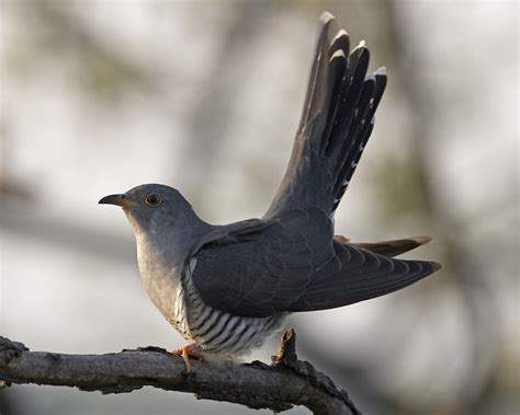 Natural Selections: Broodfellas: Nest parasitism and Mafia involvement ...