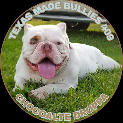Texas Made Bullies 409 - Home | Facebook