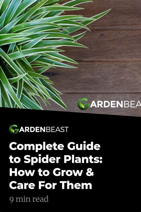 Spider Plant Guide How To Grow Care For Chlorophytum Comosum Artofit