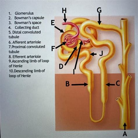 solved    glomerulus  bowmans capsule  bowmans cheggcom