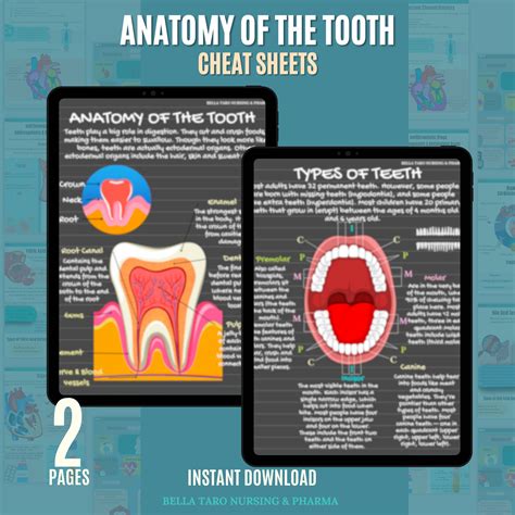 Anatomy of the Tooth Sheets | Dental Periodontal Chart | Dental Hygiene