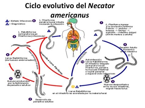 Necatur Americanus