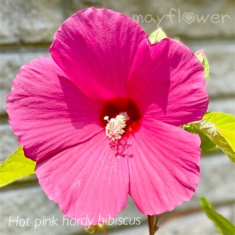 50 Seeds. Hot Pink Hardy Hibiscus. Pollinators Garden. Attract - Etsy