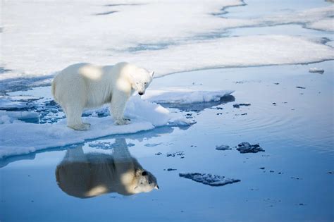 De Ijsbeer King Of The Arctic Ijsberen Op Spitsbergen Reishonger