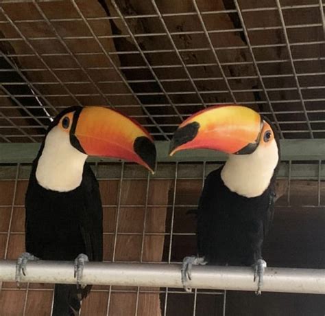 Toco Toucan for sale | Buy Baby Toco Toucan Online - Home Breed Birds