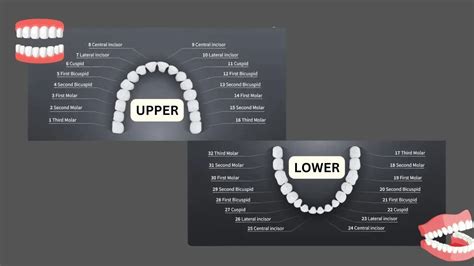Teeth Numbers and Names: Amazing Facts to Know - Info Vogue